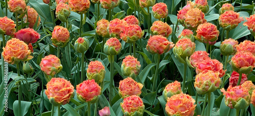 Group of Double Fringed orange-pink tulips in bloom.  Name of the tulip Sensual touch
