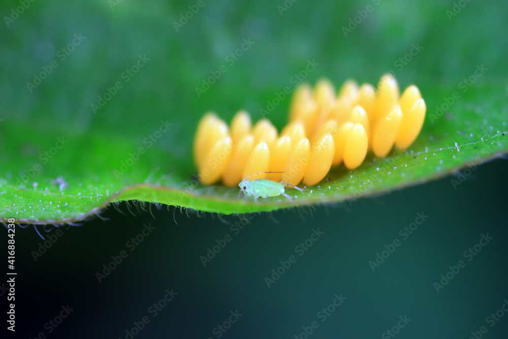 Naklejka premium Aphids crawling on ladybird eggs, North China