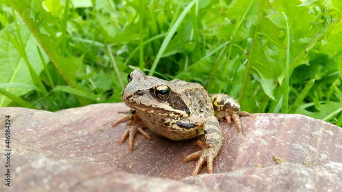 A brown frog sits on a rock against a background of green grass.