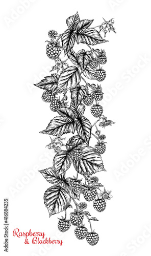 Raspberry and Blackberry. Ripe berries on branch. Clip art, set of elements for design Graphic drawing, engraving style. Vector illustration..