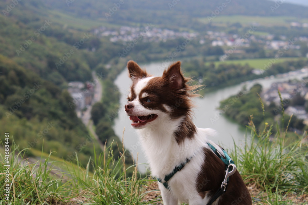 Hund mit Aussicht Hund mit Aussicht