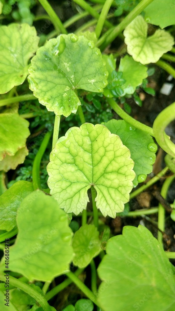 Centella asiatica leaves on soil background, good for wallpaper and medicinal plant, gotu kola Centella asiatica leaves on soil background, good for wallpaper and medicinal plant, gotu kola