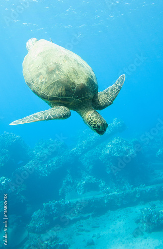 Green sea turtle (chelonia mydas) diving down through tropical blue water
