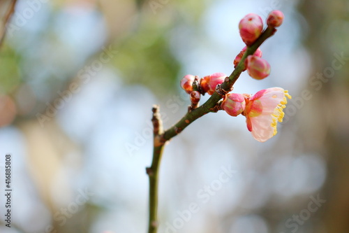 早春の梅の花