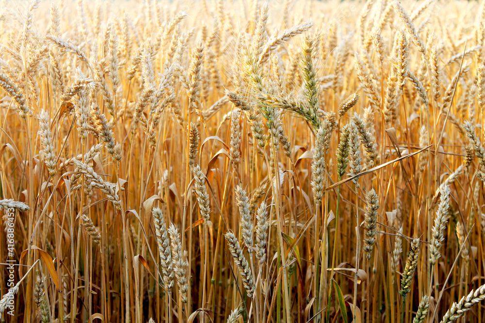 dry ears of wheat on a field background dry ears of wheat on a field background