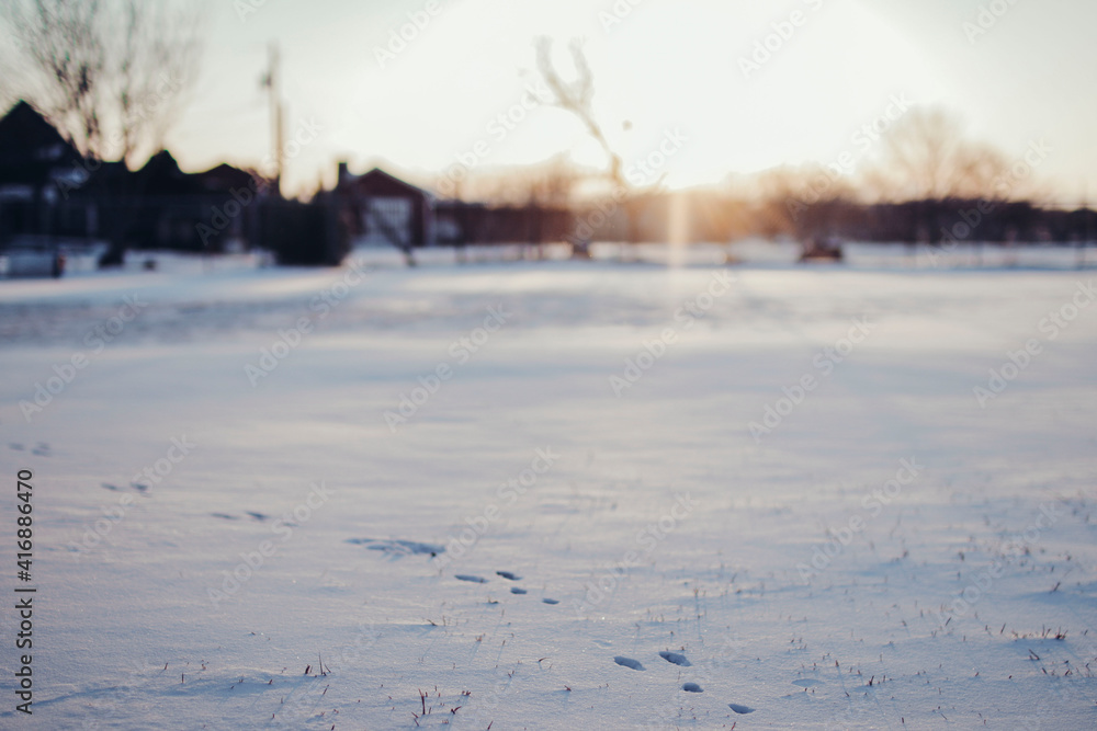 Fototapeta premium Cotton Rabbit foot prints in the snow in North Texas after a 2021 snow storm.