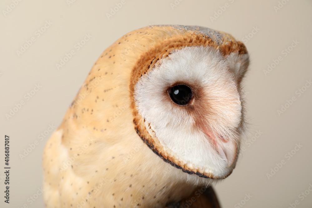 Fototapeta premium Beautiful common barn owl on beige background, closeup
