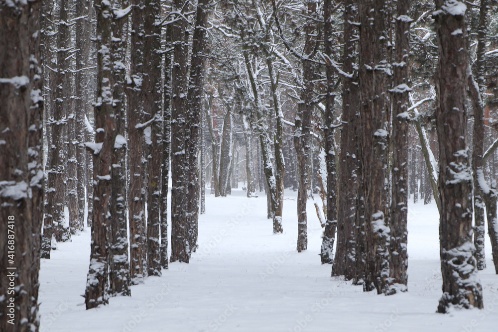 Picturesque view of beautiful forest covered with snow Picturesque view of beautiful forest covered with snow