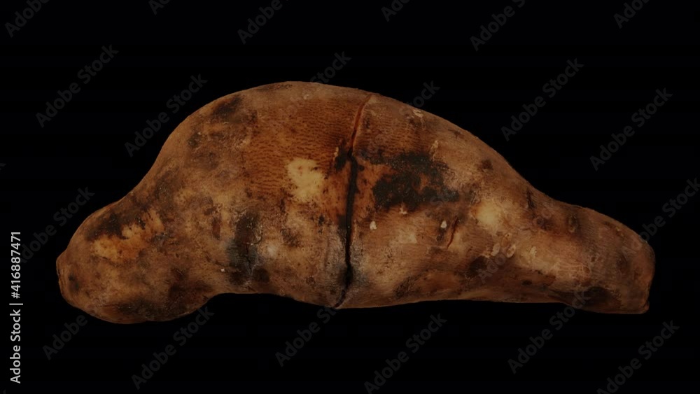 Realistic render of a rolling Yacon Root on transparent background (with alpha channel). The video is seamlessly looping, and the 3D object is scanned from a real yacon root.
Realistic render of a rolling Yacon Root on transparent background (with alpha channel). The video is seamlessly looping, and the 3D object is scanned from a real yacon root.