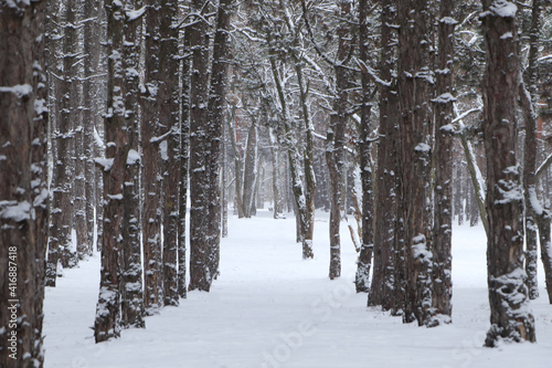 Picturesque view of beautiful forest covered with snow