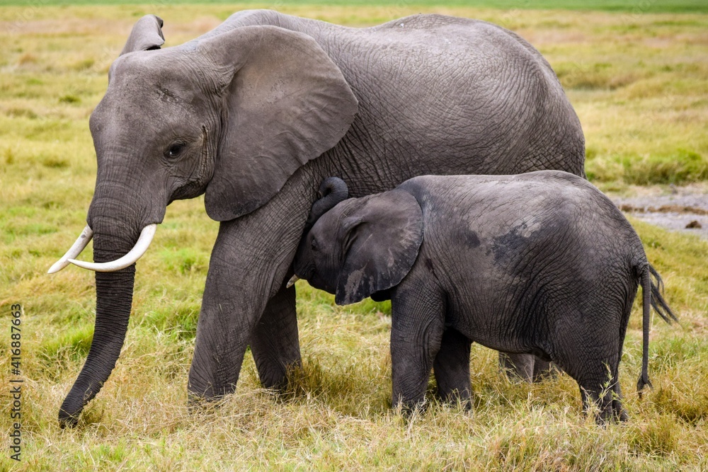 Fototapeta premium elephants in amboseli national park