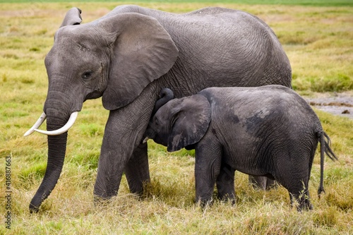 elephants in amboseli national park