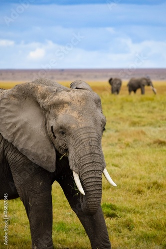 elephants in amboseli national park