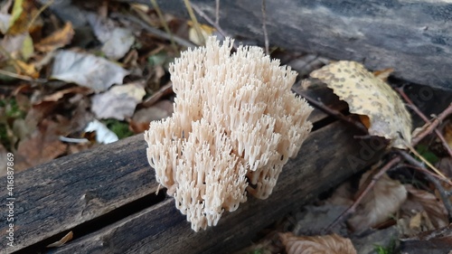 A mushroom named antlers on a dead tree