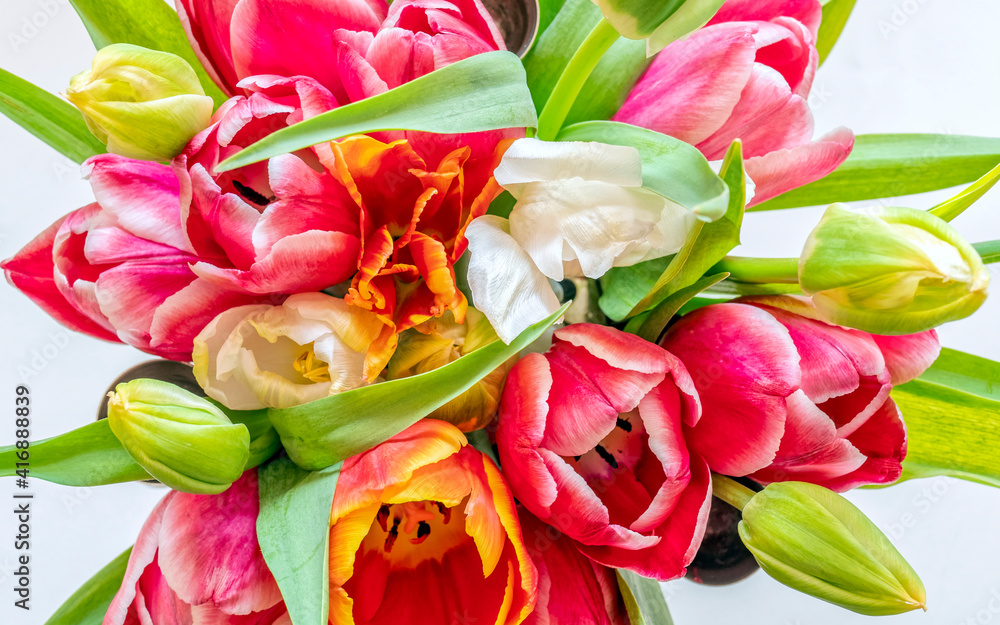 various colored tulip flowers top view closeup on white background various colored tulip flowers top view closeup on white background