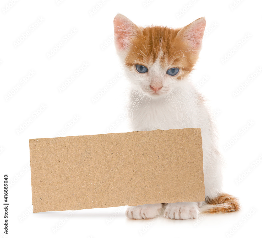 Cute little kitten and blank piece of cardboad on white background. Lonely pet Cute little kitten and blank piece of cardboad on white background. Lonely pet