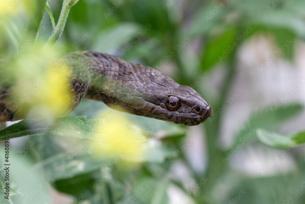 Naklejka premium Viperine water snake portrait