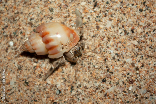 Hermit crab on the sand.