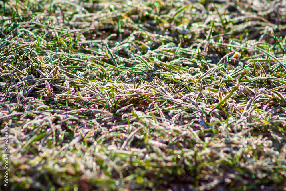 moss on the ground grass. Spring morning meadow moss on the ground grass. Spring morning meadow
