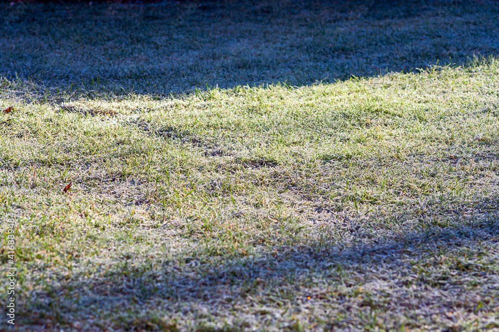 moss on the ground grass. Spring morning meadow moss on the ground grass. Spring morning meadow
