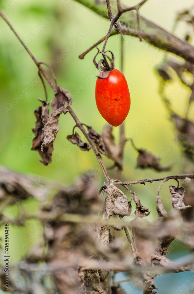 Ripe fruits of young tomatoes on plants in the garden. Ripe fruits of young tomatoes on plants in the garden.
