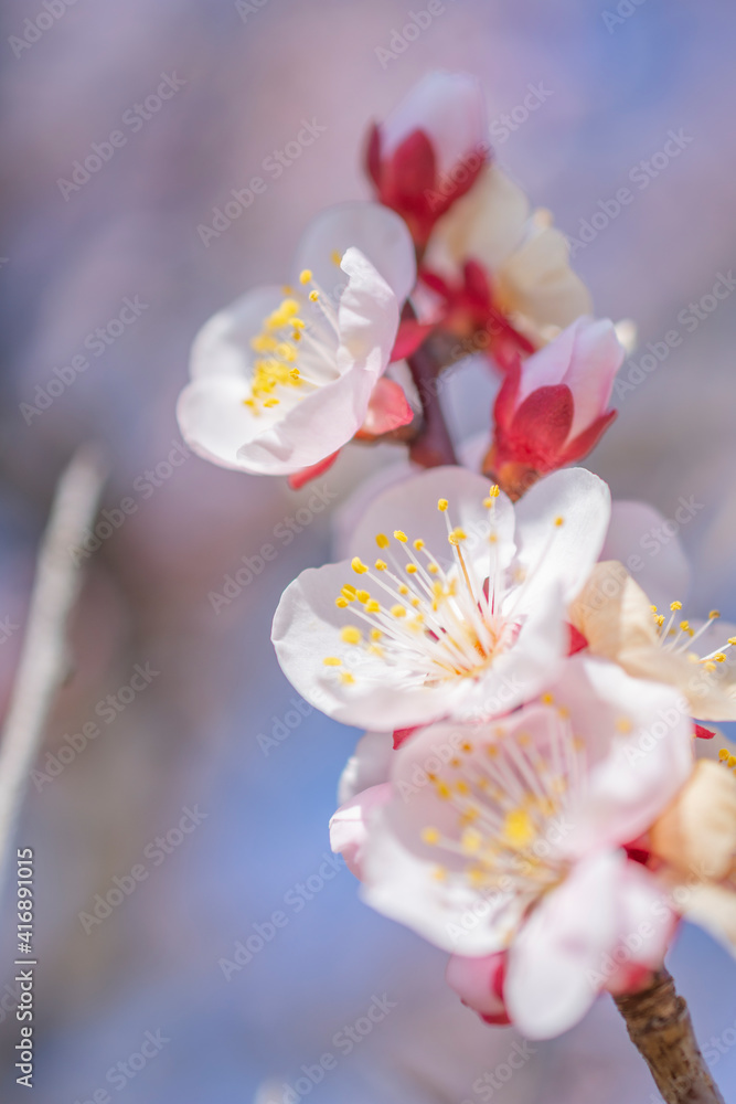 梅の花2- A branch of plum blossom in Japan