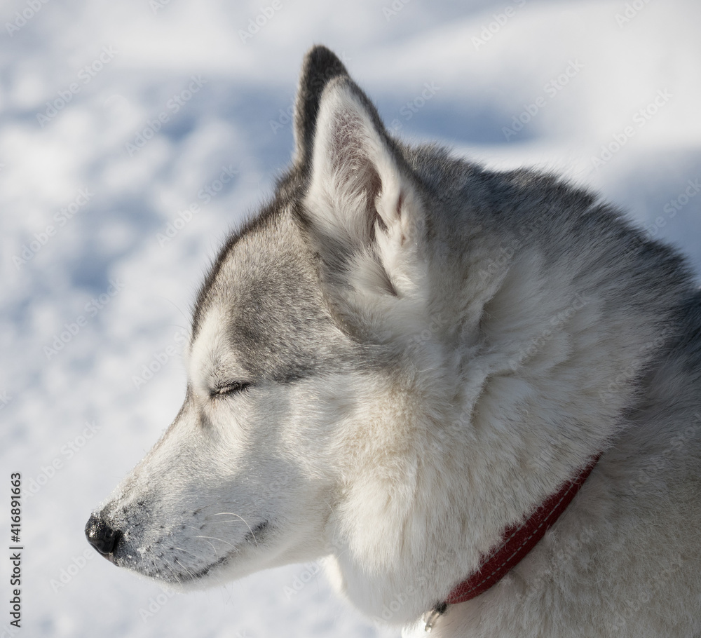 Beautiful Husky dog on a winter day