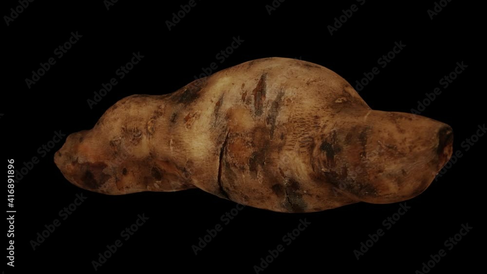 Realistic render of a rotating Yacon Root on black background. The video is seamlessly looping, and the 3D object is scanned from a real yacon root.
Realistic render of a rotating Yacon Root on black background. The video is seamlessly looping, and the 3D object is scanned from a real yacon root.