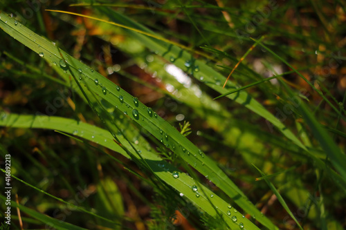 Water drops on the grass after rain.