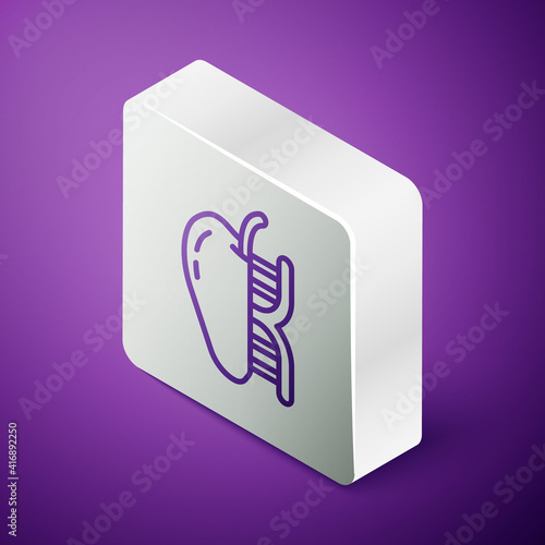 Isometric line Genetically modified apple icon isolated on purple background. GMO fruit. Silver square button. Vector.