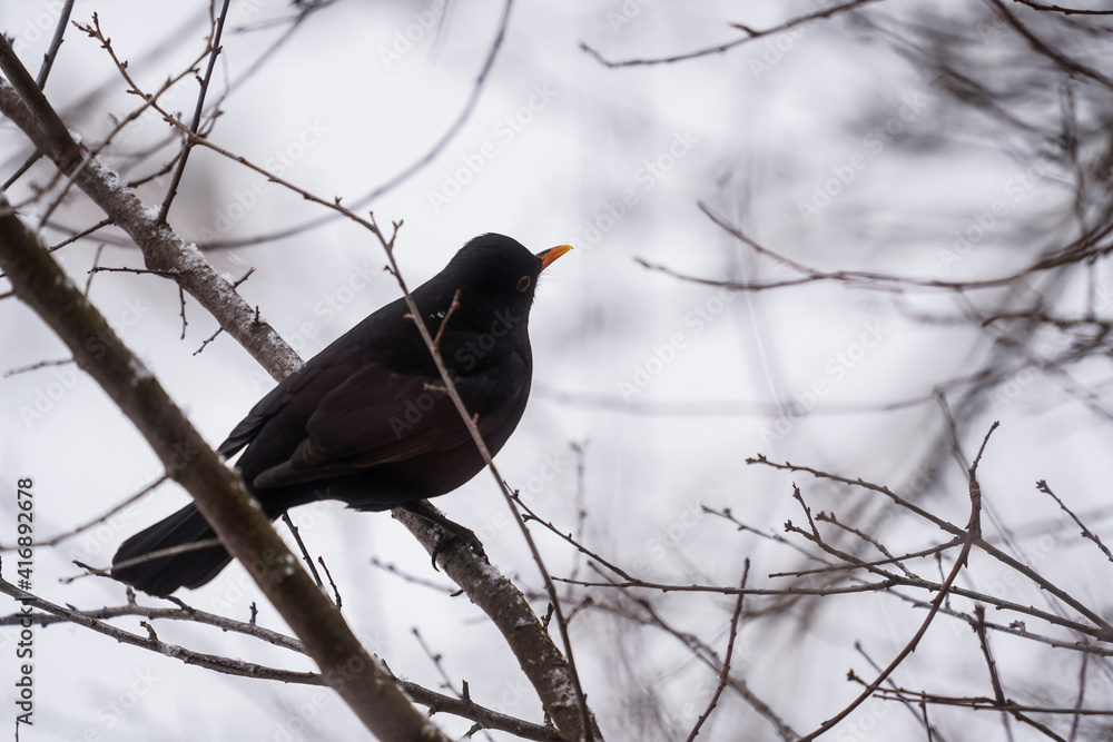 Blackbird(turdus merula) in the tree in the cold season. Blackbird(turdus merula) in the tree in the cold season.