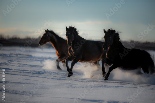 Drei galoppierende Pferde im winterlichen Sonnenuntergang