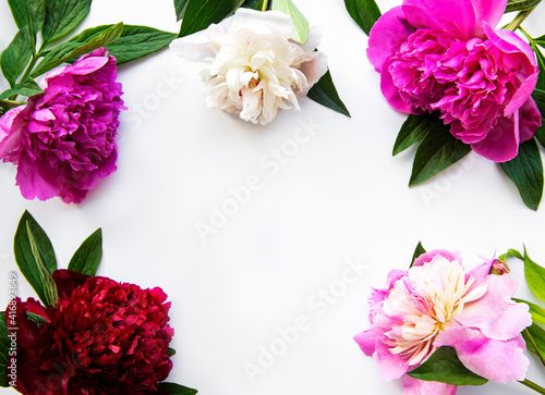 Peony flowers on a white background