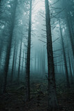 Dark and moody view into a mountain pine forest with mysterious vibes on a rainy cold day. Fog and mist in the mountain woods creating a dark and mystic atmosphere.