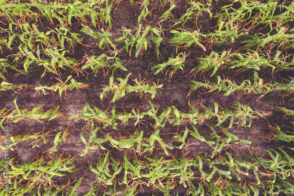 Top view of the cornfield. Natural agriculture background. Leaves of young shoots of corn Top view of the cornfield. Natural agriculture background. Leaves of young shoots of corn