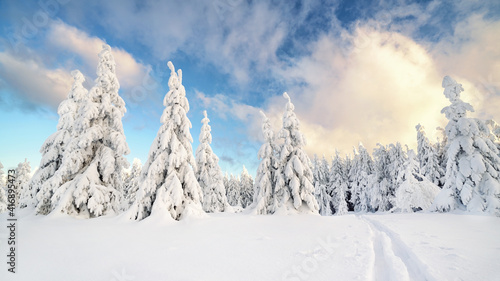 schneebedeckte Tannenbäume © Jenny Sturm