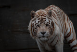 Tigres de bengala marrón y blanco