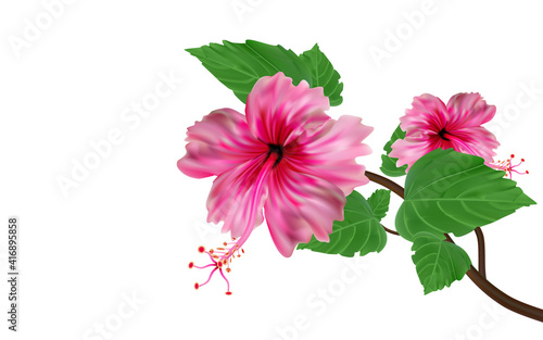 pink hibiscus isolated on white background,bright large flowers and buds of pink hibiscus isolated