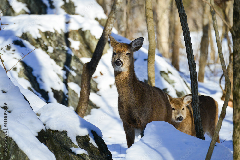 Deer in the snow forest
