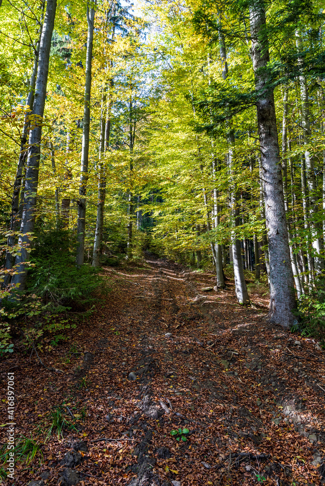Fototapeta premium Autumn forest with trail covered by fallen leaves