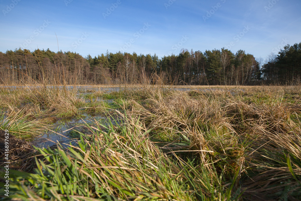 Fototapeta premium Meadow near the forest flooded by melting snow.