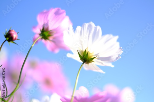 pink cosmos flowers