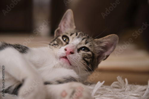 Fototapeta Naklejka Na Ścianę i Meble -  Sick, sluggish, runny nose domestic cat. Tabby and in white colors	