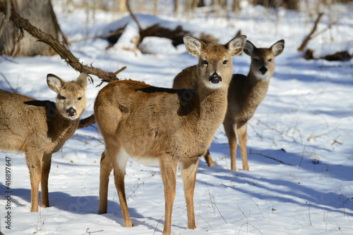 Deer in the snow forest