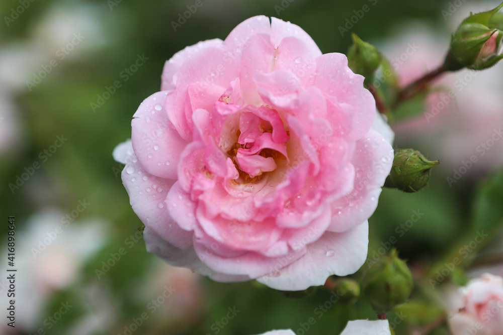 One big pink rose, close-up on petals with raindrops: place for text, congratulatory spring or summer background for Valentine's Day, International Women's Day One big pink rose, close-up on petals with raindrops: place for text, congratulatory spring or summer background for Valentine's Day, International Women's Day