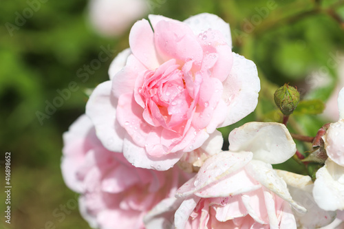 One big pink rose, close-up on petals with raindrops: place for text, congratulatory spring or summer background for Valentine's Day, International Women's Day