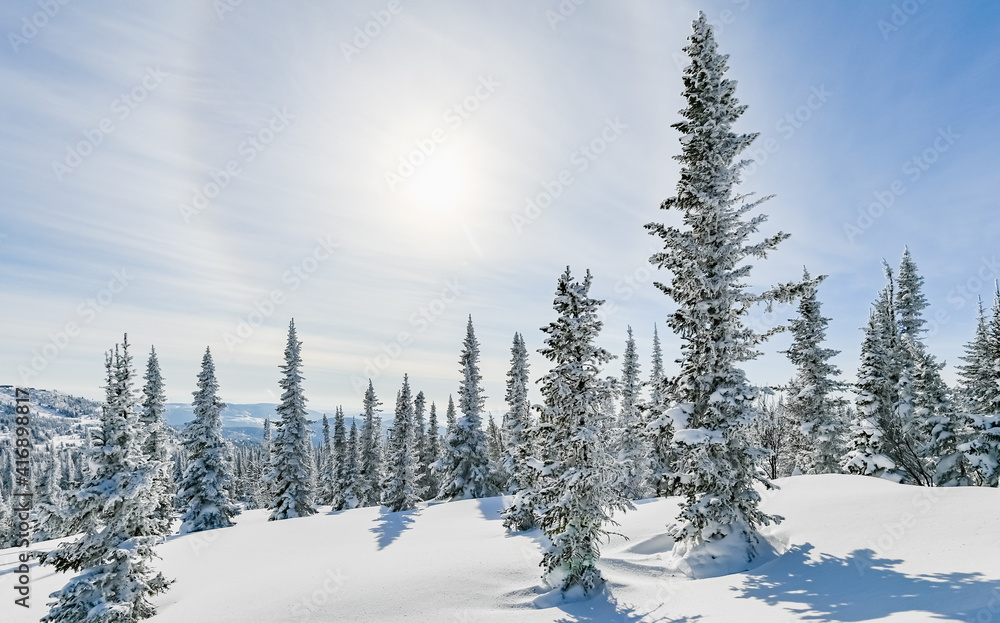 snow-covered trees in winter landscape snow-covered trees in winter landscape