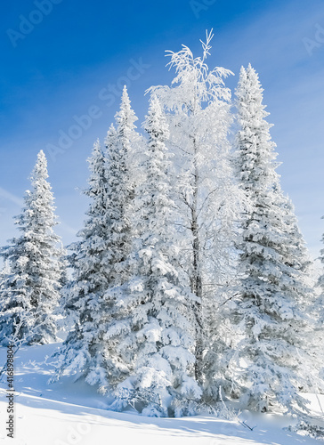 snow-covered trees in winter landscape © dbrus
