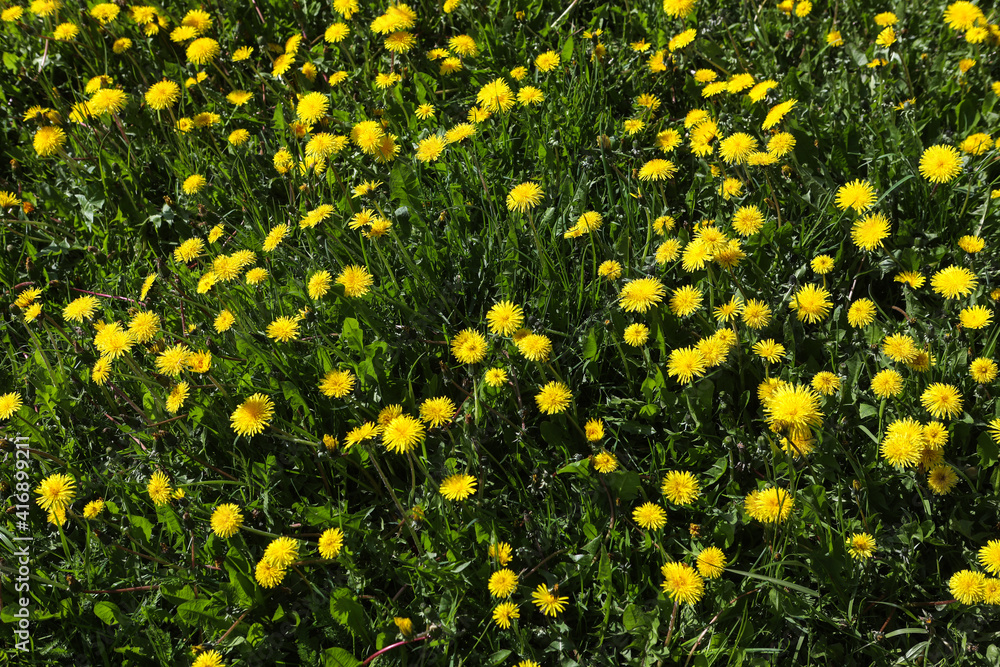 field of yellow dandelions on a sunny spring day. Flower background