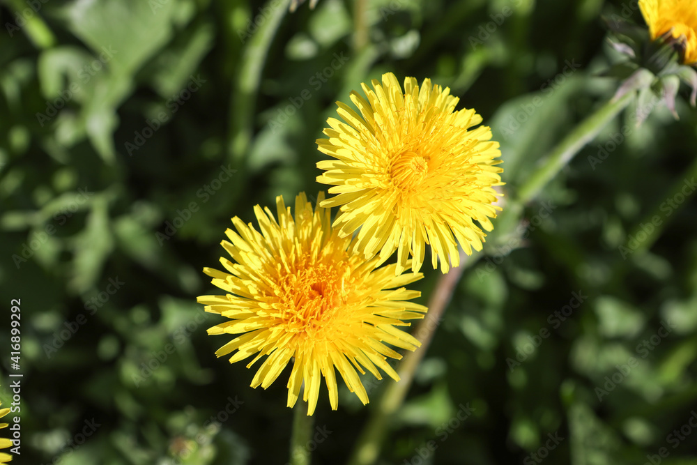 field of yellow dandelions on a sunny spring day. Flower background field of yellow dandelions on a sunny spring day. Flower background